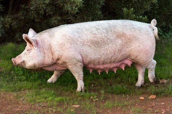 Ahhoz, hogy a kocák megnyerjék az ellési maratont, átfogó táplálkozási megközelítésre van szükség, figyelemmel a hormonokra