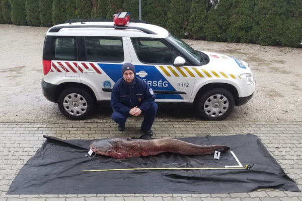 Közel 60 kilós, mintegy 60 éves szürkeharcsa lett a gereblyézés áldozata tilalmi időben, vádemelési javaslattal zárult a nyomozás az orvhalászat ügyében