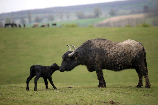 Bivalyborjú anyjával a bőszénfai Szarvasfarm területén