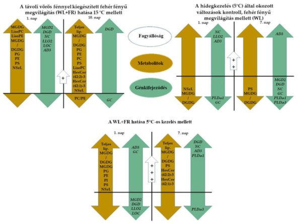 2.ábra: Ez az összefoglaló ábra a távoli vörös fénnyel kiegészített fehér fényű megvilágítással (WL+FR) kezelt árpaminták lipidösszetételének változását, illetve az ehhez kapcsolódó gének kifejeződését tekinti át 15 és 5°C-os hőmérsékleten. Látható, hogy az árpalevelek lipidösszetétele a TV-kezelés hatására átalakul: megnőtt a LisoPC, a lizofoszfatidil-kolin, a LisoPE, a lizofoszfatidil-etanolamin, a foaszfatidil-kolin (PC), a foszfatidil-glicerin (PG), a foszfatidil-etanol-amin (PE), a foszfatidil-szerin (PS), a nem szaturált lipidek (NSzL), a mono-galaktozil-diacilglicerol- és digalaktozil-diacilglicerol-arány (MGDG/DGDG) és a ceramidok (HexCer) mennyisége, illetve csökkent a foaszfatidil-kolin/foszfatidil-etanol-amin lipid (PC/PE) aránya. A hidegkezelés a következő lipidalkotókra gyakorolt hatást: NSzL, MGDG/DGDG, PS. A távoli vörös fénnyel folytatott (WL + FR) kezelés a neutrális ceramidáz (NC), a digalactozildiacil-glicerin szintáz (DGD), a nem-lizoszómális glukózceramidáz (GC) gén expresszióját, míg a hidegkezelés a GC, az NC, az AD3, az alkoholdehidrogenáz 3, a PLDα1, a foszfolipáz D alfa 1, a PLDα3 és a foszfolipáz D alfa 3 gén expresszióját befolyásolta. A hideggel (5 °C) és a távoli vörös fénnyel folytatott (WL + FR) kezelés együttesen a GC és az NC gén expressziójában okozott változásokat. A lipidösszetételben bekövetkezett változások a fagyállóság növekedésével jártak együtt. Szimbólumok – narancs: a lipid-metabolitok változása; zöld: a génkifejeződés változása; kék: a fagyállóság változása. A kiváltott fagytűrés sorrendje: + <++ <+++. A szignifikanciaszint p<0,1.