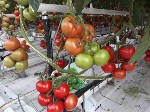 Szükséghelyzeti felhasználási engedélyt kapott a Verimark SC rovarölő permetezőszer paprika és paradicsom kultúrákban - Fotó: Magro.hu, CSZS, Szentes