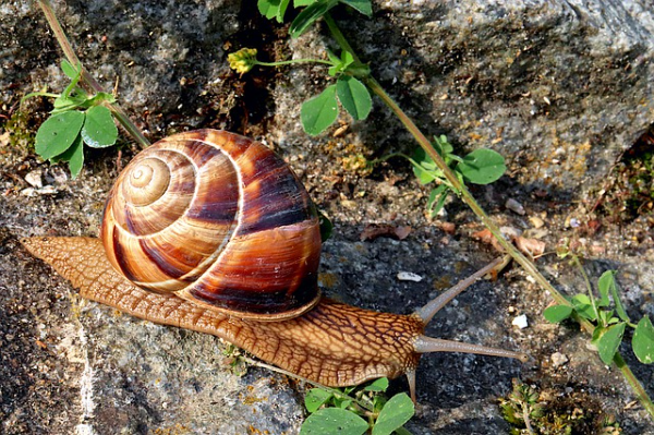 A pettyes éticsiga mozgásban, a csigatenyésztők bajban