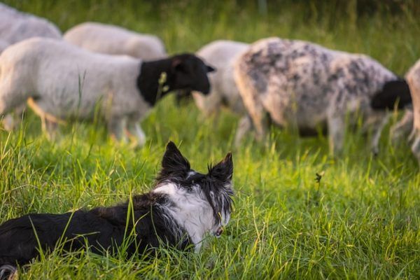 Baj csak akkor van, amikor senki nem ér rá a családból, dolgoznak, vagy éppen esik az eső, mert akkor a kutya megkeresi a csemperagasztót, és szétkeni a térkövön
