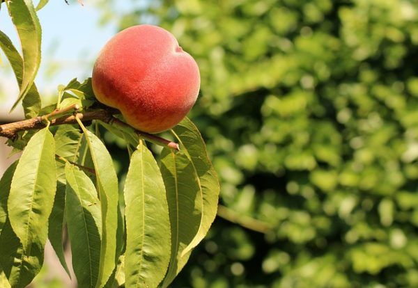 A Budaörsi őszibarack sajátos érzékszervi jellemzői az intenzív illat, az aromaanyagokban gazdag, zamatos íz, amelyre jellemző, hogy a telt édes íz citromosan üde savassággal párosul, továbbá az érzékszervileg észlelhető leveses állományú gyümölcshús - képünk illusztráció