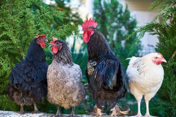 A kereskedelmi célú baromfival etetett gabona hosszú láncú cukrokat tartalmaz, amelyek csökkentik a tápanyagok felszívódását