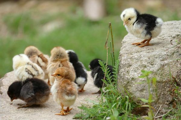 A bélrendszer egészségét elősegítő képessége révén az antibiotikumok alternatívájaként is használható