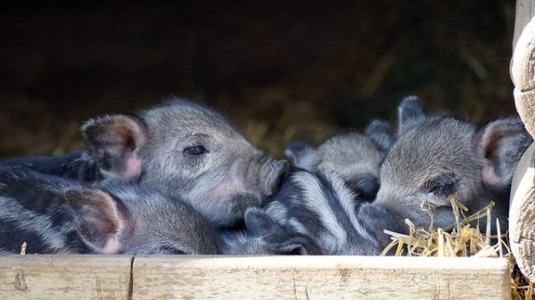 A dajkakoca nem az azonos ellési tételen belüli koca, hanem egy olyan koca, amely már a laktáció további szakaszában van