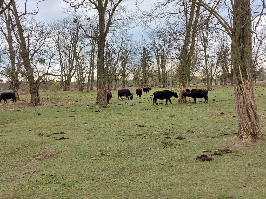 Ilyen fás legelőn élnek a bivalyok - Magro.hu, CSZS, Zalakomár