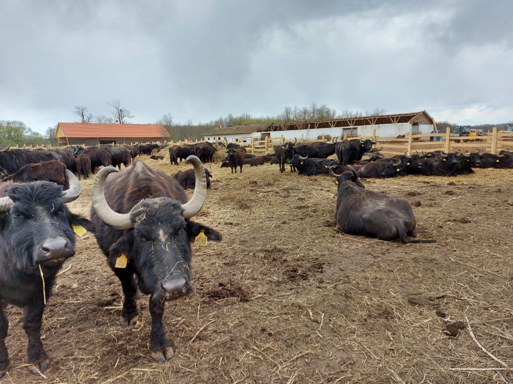 A háttérben havas eső közeleg, és az istállótrágyát hordják ki a A Balaton-felvidéki Nemzeti Park Igazgatóság munkatársai a téli szállásról - Fotó: Magro.hu, CSZS, Zalakomár