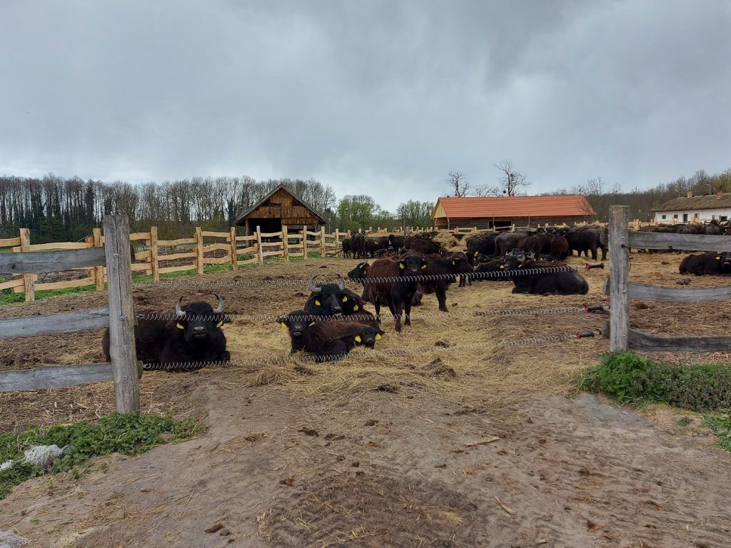 Pihenő a karámban - Fotó: Magro.hu, CSZS, Zalakomár