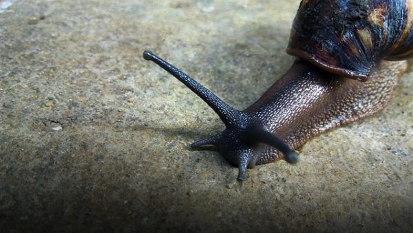 Lassúságuk ellenére nem egyszerű becserkészni őket, mert száraz időben
elbújnak