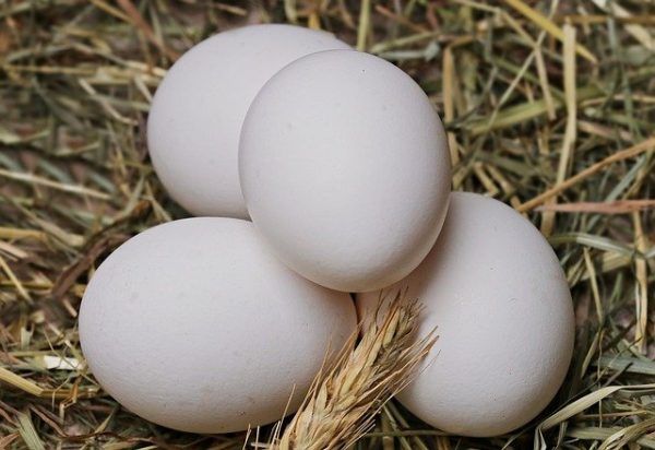 A legolcsóbb, legelérhetőbb fehérjeforrásnak számít