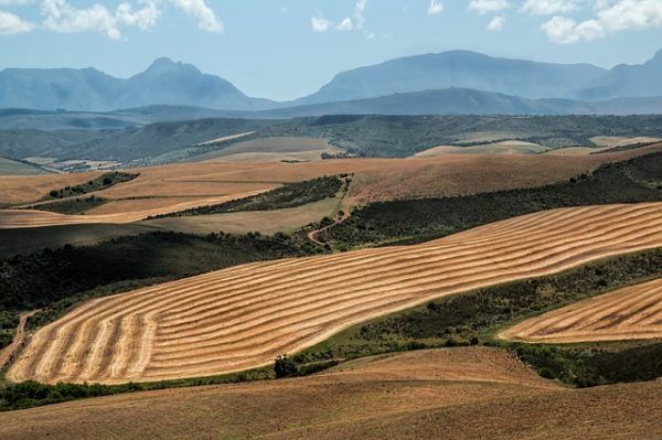 Búzatáblák Dél-Afrika Nyugati-Fokföld tartományában, Swellendamban