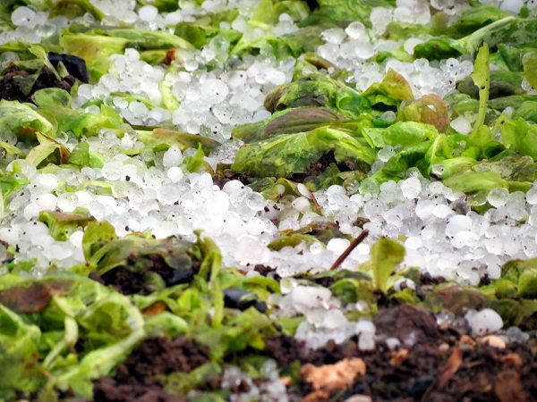 Az Agrisk segít Önnek akár a jégkárok mérséklésében is