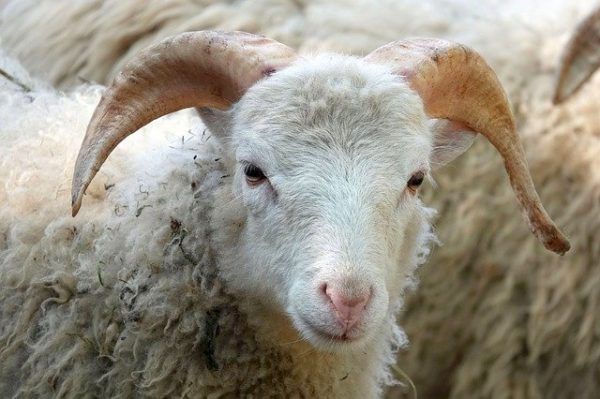 A kecskéknek könnyebben és gyorsabban sikerült körbejárniuk az akadályt, bár a juhok átlagosan gyorsabban érték el a célt