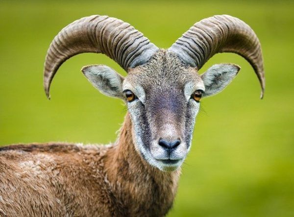 Az étel és az állat közötti területet kerítéssel határolták el. Ezen egy rés volt, amelyen át lehetett haladni