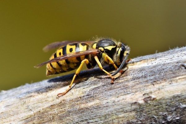Pár tucat ilyen lódarázs órákon belül kiirthat egy egész méhcsaládot
