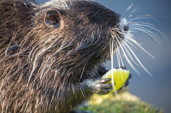 Az állatok miatt keletkezett, többször visszatérő üzemzavarok elhárítása nagy és sok munkát okoz az áramszolgáltató munkatársainak