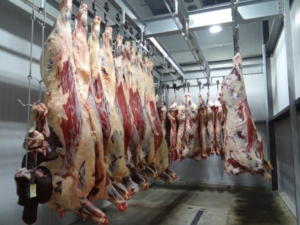 A marhavágás élősúlyban havonta átlagosan 4500 tonna felett volt
