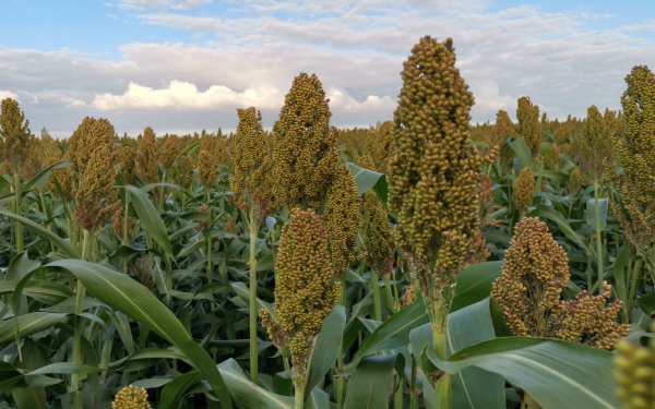 A holland cirok Franciaországban is bizonyított - Fotó: Sorghum ID