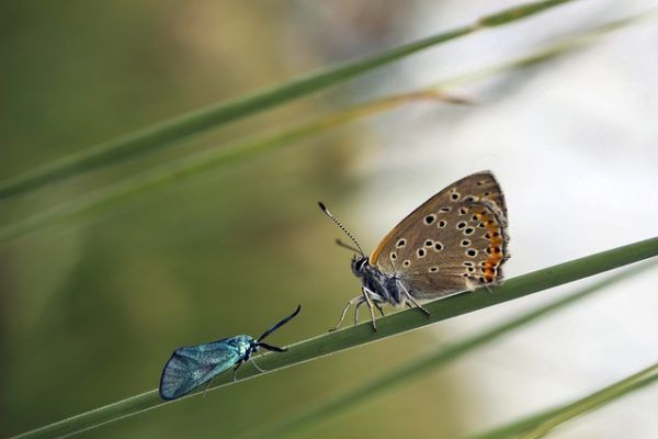Nem kell mindenütt vegyszeresen védekezni, hanem egy drónos állapotfelmérés után egészen pontosan elegendő ott és akkor, ahol és amikor a kártevők vannak