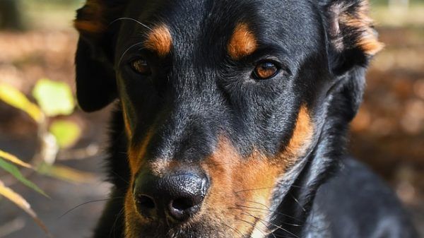 Feláldozzák őket a mindenkori divat oltárán, veszélybe sodorva ezáltal szinte valamennyi kutyafajtát