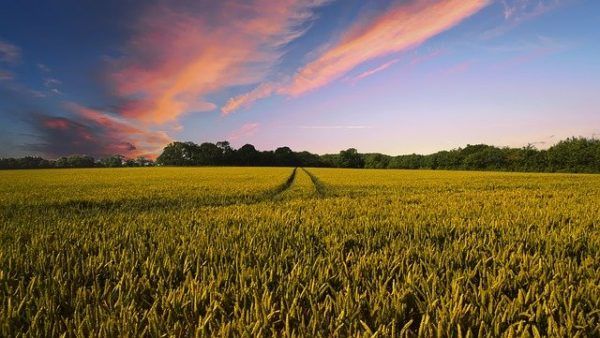 Az európaiakat és a magyarokat is kérdezte az EU a Közös Agrárpolitika és a támogatások témáiról - képünk illusztráció