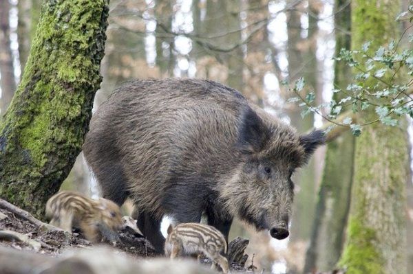 Három vaddisznót ejtettek el, de csak kettőt jegyeztek be