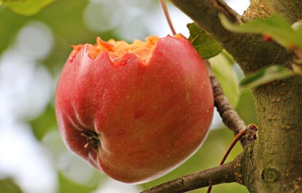 A gyümölcsfák téli védelme megalapozza a növények jó tavaszi fejlődését