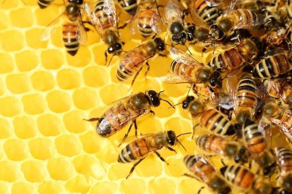 A légkeringés és a természetes hő hatására a vegyületben lévő víz nagy része elpárolog