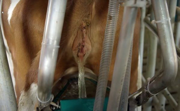 A Cowtoilet nem engedi, hogy a nagy mennyiségű vizelet összekeveredjen a padlón a trágyával
