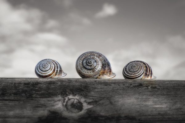 Szigorodik a csigaölő szerek engedélyezése 2021. augusztus 1-től: megszűnik a metaldehid szabadforgalmú felhasználása