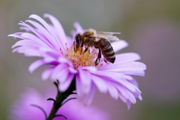 Elkészítették a beporzási igényeknek és a beporzók hiányának
a részletes térképét