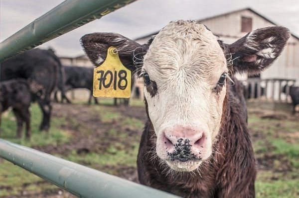 Gondos nyilvántartás vezetése az antibiotikum-kezelésről és arról, hogy melyik tehenet kezelik