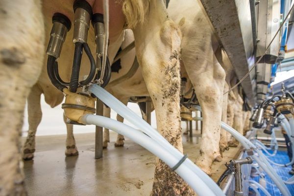 A környezet fertőző organizmusai ellenállóak lehetnek az antibiotikumokkal
szemben is