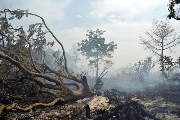 Manapság még a régi rend szerint lehet égetni az avart, kerti
növényi hulladékot