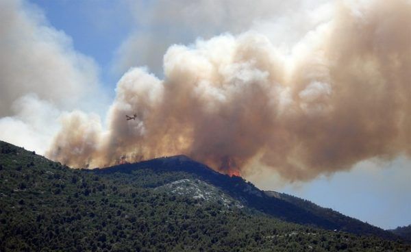 A gallyat, ágat, szőlővesszőt minden második ember így tüntette el