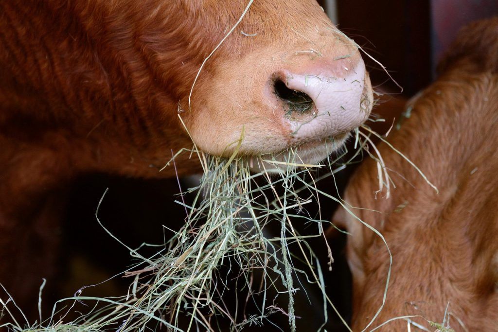 Európában és hazánkban is közelebb lehet kerülni a sokszínű vetésszerkezet megvalósításához a pillangós növények termesztésével, a takarmányborsó fontos ebben - képünk illusztráció