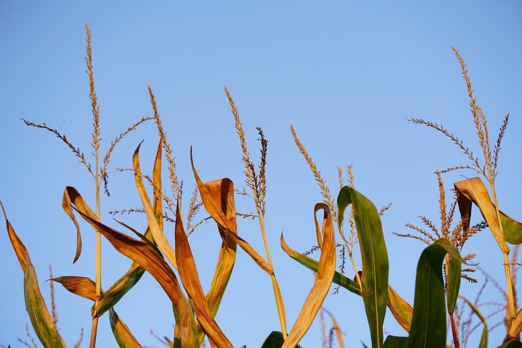 Kérdéscsokrot küldtünk a GMO-szennyezett kukoricához kapcsolódó érdeklődésünkre, válaszoltak rájuk a Nemzeti Élelmiszerlánc-biztonsági Hivatal szakemberei - képünk illusztráció
