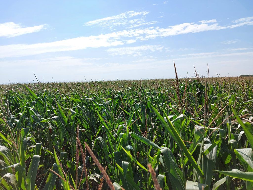 A 2023-as fajtakísérletben tizenegy fajtatulajdonostól összesen 46, a FAO 200, 300, 400 és 500 éréscsoportba tartozó kukoricahibridet vizsgáltak - Fotó: Magro.hu, CSZS, Berettyóújfalu, illusztráció