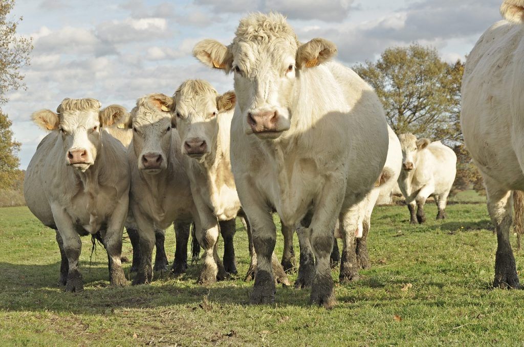 A húsmarha fajtájának kiválasztásakor azért a charolais lett a befutó, mert ő bírja legjobban a meleget a világos színe miatt. Kimondottan nyugodt vérmérsékletű, de csontoshús-kihozatalban, karkaszsúlyban és tömeggyarapodásban is megelőzi a legtöbb fajtát.