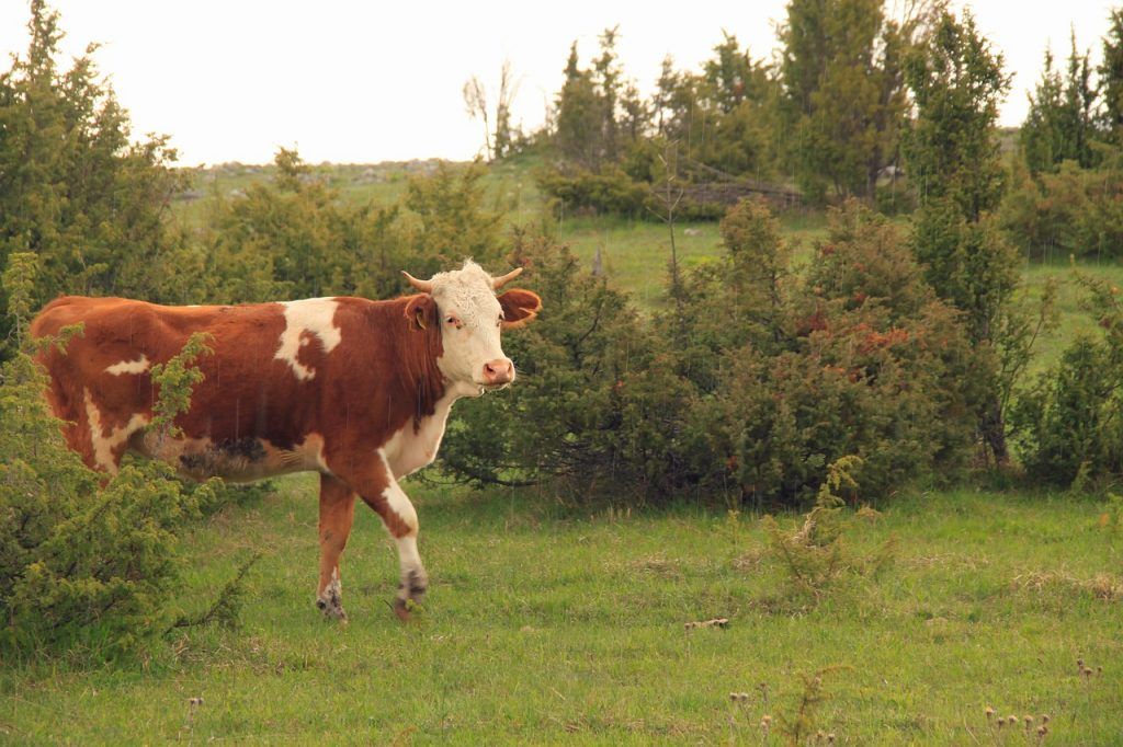 Az állattartók és a növénytermesztők szerint a szerb mezőgazdasági minisztérium agrártámogatási számítása teljesen irreális