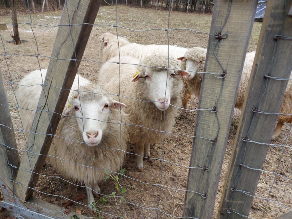 A Központi Statisztikai Hivatal álláspontja szerint a mezőgazdasági őstermelők által végzett növénytermesztés és állattenyésztés keretében megtermelt javak értékesítése beletartozik a TEÁOR’08 01 tételeibe, ezáltal az értékesítéshez statisztikai szempontból nem szükséges külön kereskedelmi kód felvétele - Fotó: Magro.hu, CSZS, Szokolya