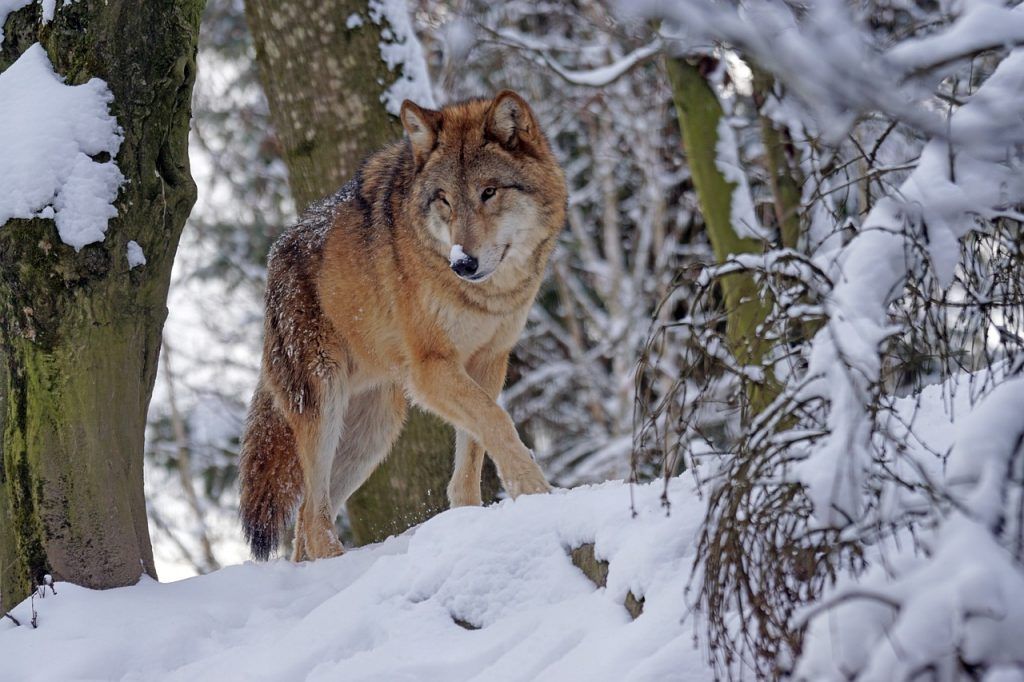 Lemondott posztjáról Peter Olexa, a Tátrai Nemzeti Park (TANAP) igazgatója, miután nyilvánosságra került, hogy korábban orrvadászat vétsége miatt elítélték, mert lelőtt egy farkast - képünk illusztráció