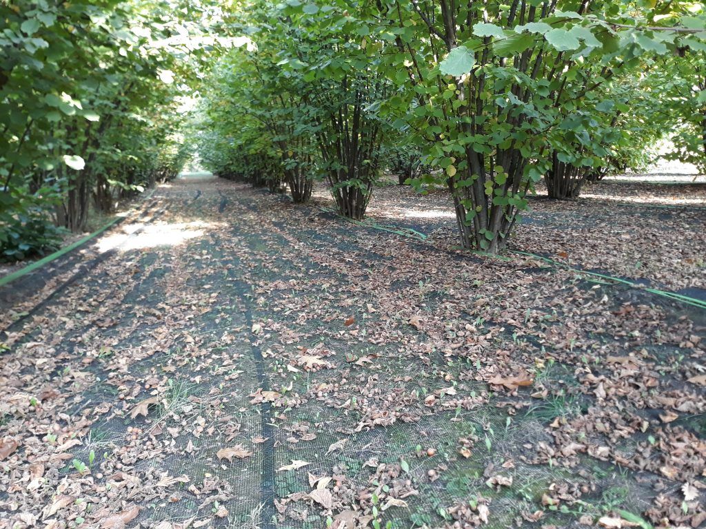 Módosult a 2024. április 30-ig szükséges növényegészségügyi bejelentések formanyomtatványa - Fotó: Magro.hu, CSZS, Olaszliszka, mogyoró ültetvény