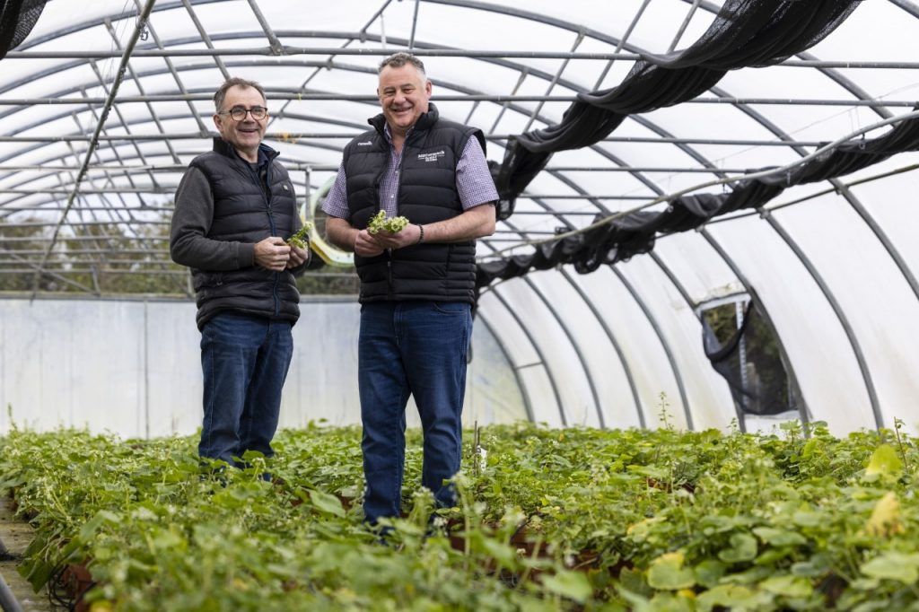 Ír wasabi a McCormack családi farmon
