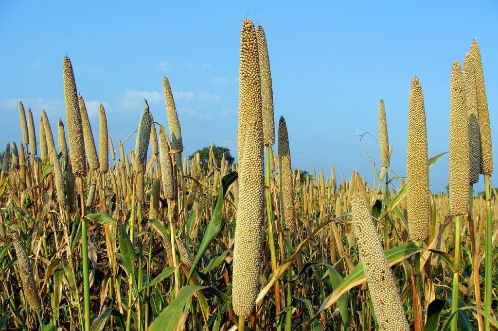 Az éghajlatváltozással szembeni ellenálló képesség és a tápanyagsűrűség miatt a köles kulcsfontosságú eszköz az agrár-élelmiszeripari rendszerek éghajlati kihívásokhoz való alkalmazkodásában