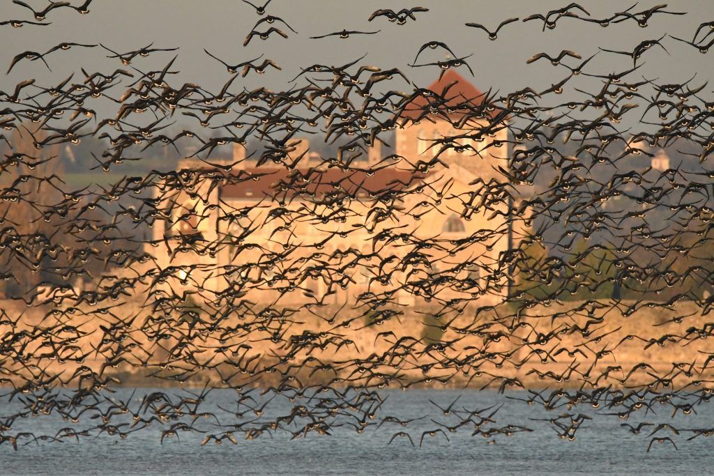 A Magyar Madártani és Természetvédelmi Egyesület Komárom-Esztergom Megyei Helyi Csoportja írt arról, hogy Tata jól „vizsgázott” szilveszterkor, hiszen a város nagy része nyugodt és csendes volt, a vadludakat nem zavarta a fény és a zaj - Fotó: MME