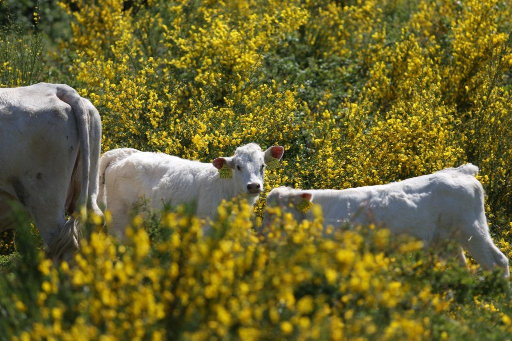 A PATH2DEA (Paving the Way towards Digitalisation Enabling Agroecology for European Farming Systems) projekt alapvető célja, hogy támogassa az agroökológiai szemlélet megvalósítását elősegítő digitalizációt a mezőgazdaság különböző ágazataiban, köztük a legeltetett húsmarhatartás területén - Fotó: ÖMKi
