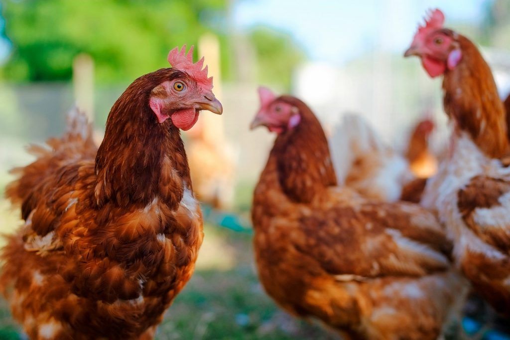 Februárban 46 000, átlagosan 3,3 kg súlyú madár pusztult el a hőhullámok következtében.
